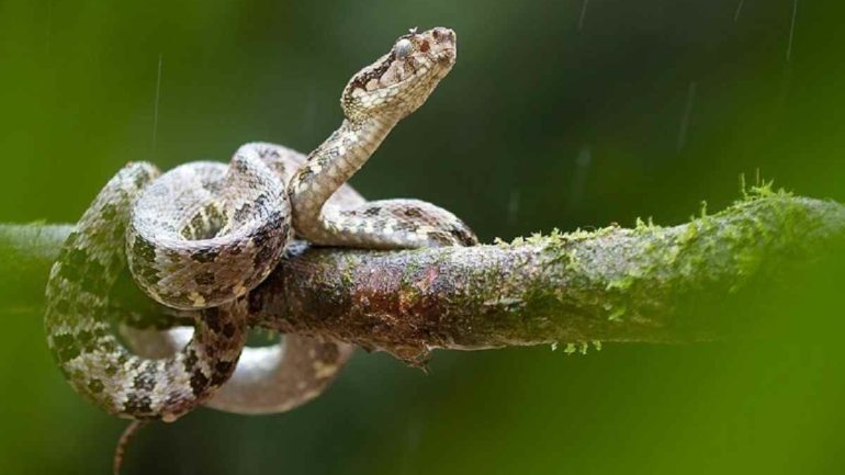 Wildlife Adventurers Search for Creepy Crawlies in the Wilderness of Ecuador