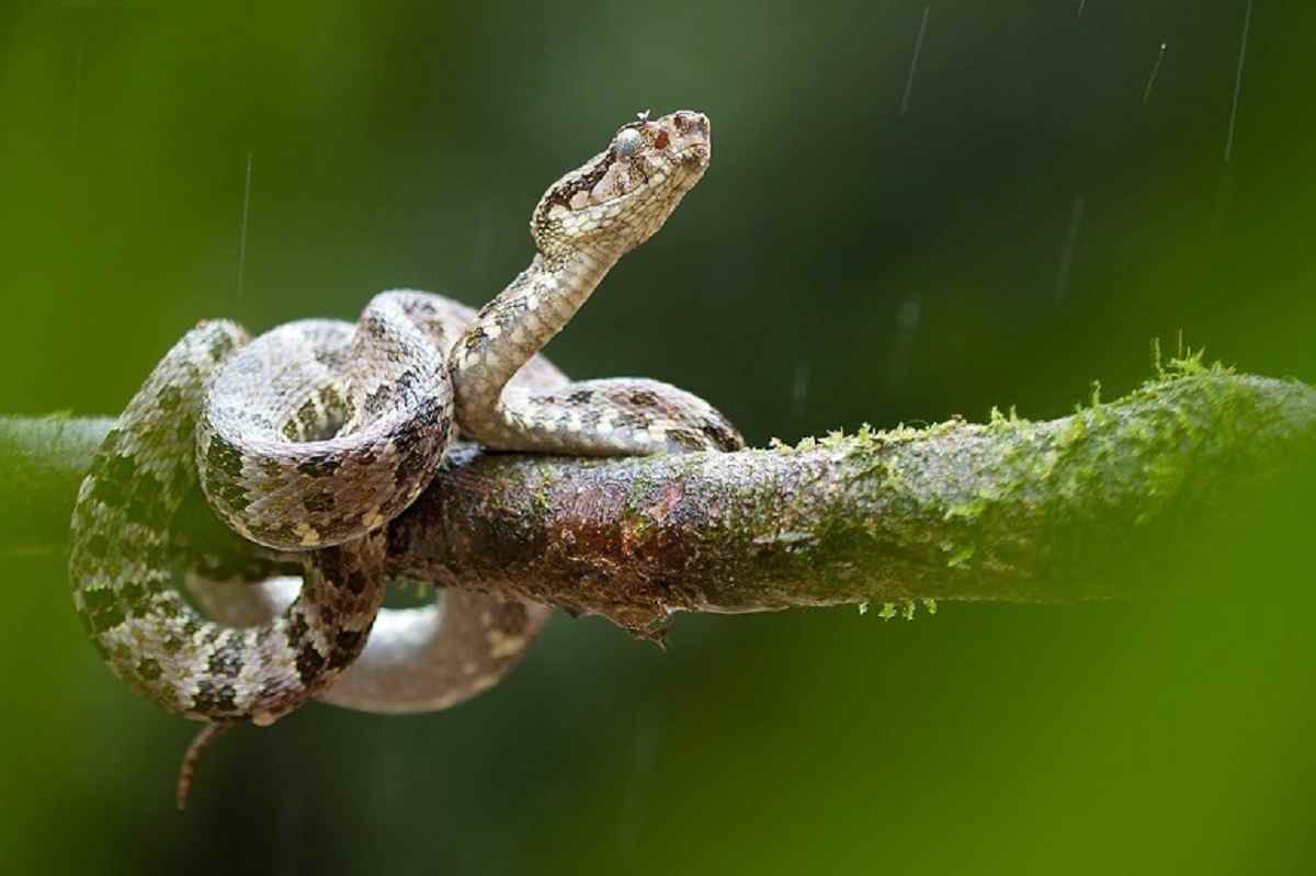 Images- Snake-Banded Cat-eyed Snake also known as Leptodeira annulata found in the Wilderness of Ecuador is part of the Wildlife adventure Creepy- Crawlies