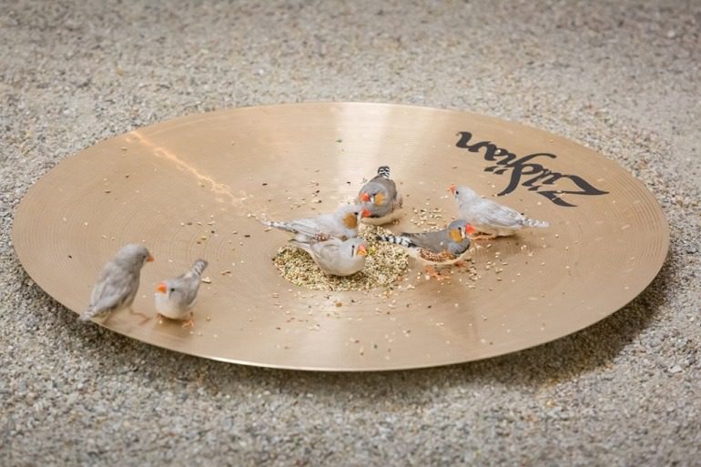 Image- Seven birds feeding on a Cymbal, a performance art that attracted a lot of art lovers . 