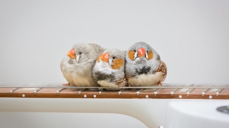 70 Zebra Finches Create Melodic Music and Songs