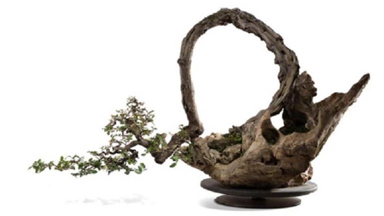 Bonsai Trees: The Remarkable Sculptures of Ancient Chinese Art