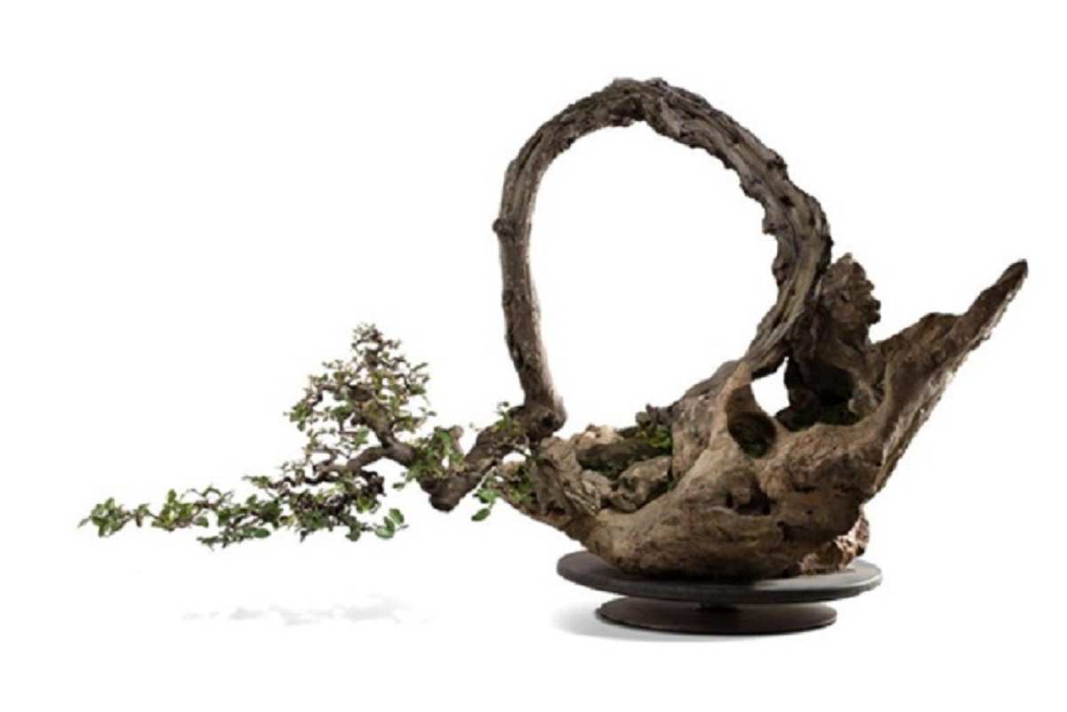 Image- This Bonsai tree shows how delicate the plant is and the importance of Bonsai care. It is titled Sageretia Theezans and made in the early 20th Century