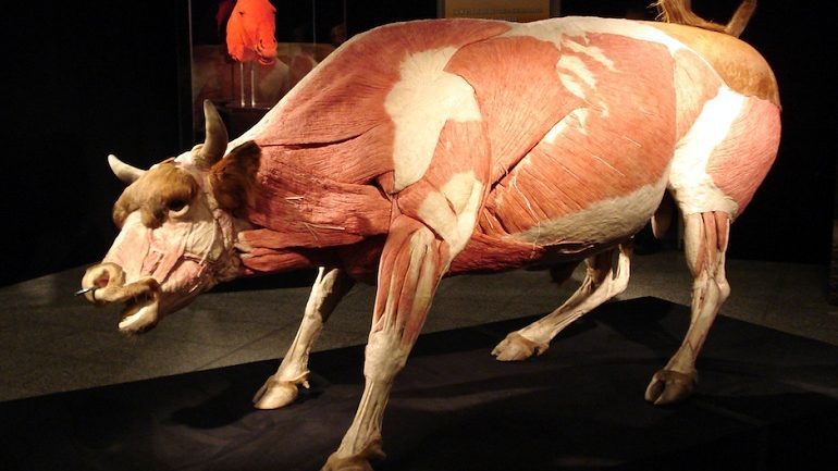 Body Worlds Gripping Look Inside Animals Reveals Human Nature