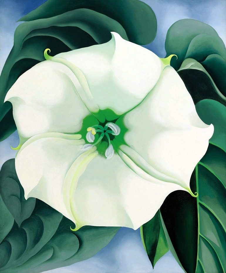 Image: Jimson Weed  by Georgia O’Keeffe is the image of a white beautiful flower by one of America's famous artist set the path for female artists