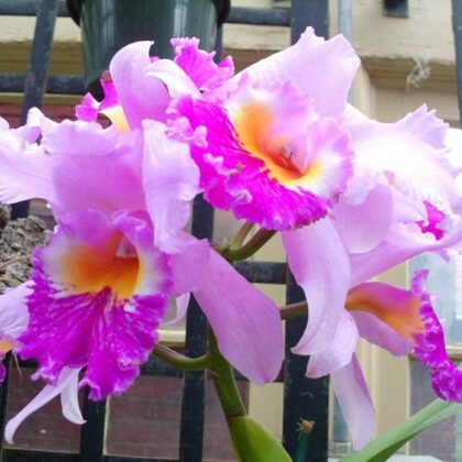 Image: Flowers in the sun marks the beginning of Artcentron Flowers We Love Photo Contest flowers photo