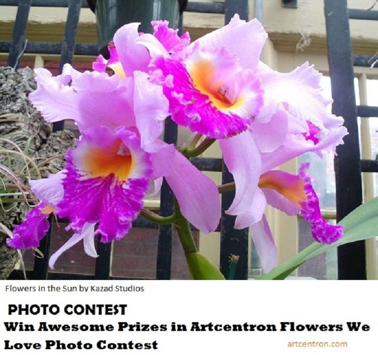 Image: Beautiful flowers in the sun sets the mood for Artcentron Flowers We Love Photo Contest