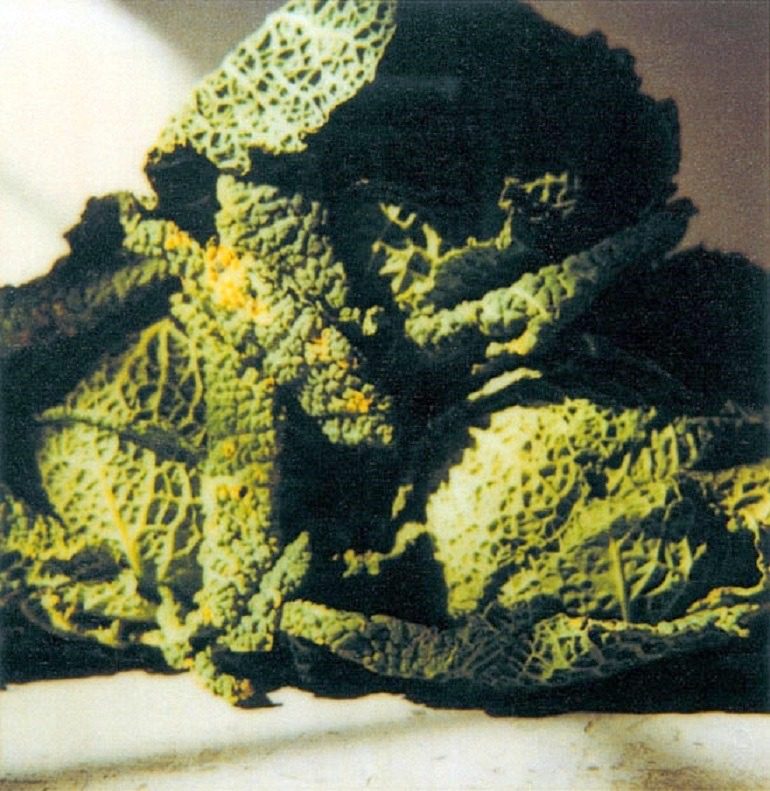 Image: Photography of Cabbages taken by CT at Gaeta in 1998 