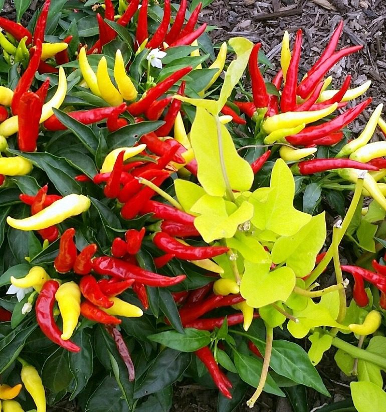 Image: Red, Yellow, and Green by La keysha Edwards is second place winner of the Artcentron Flowers We Love Photo Contest 