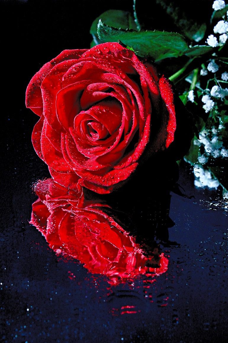 Image: Red Rose Reflection by Martin Smith is first place winner of Artcentron Flowers We Love Photo Contest.