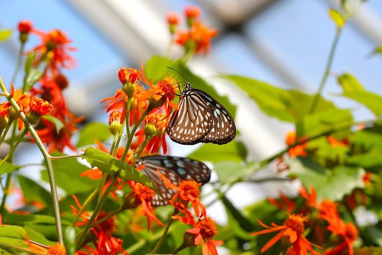 Image: Butterfly Sanctuary by Weijia Feng is 3rd Place Winner of the Artcentron Flowers We Love Photo Contest