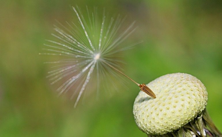 Image: Autumn's End by Martin Smith, the Bulgaria-based creative photographer who won first prize for 2016 Artcentron Flowers We Love Photo Contest 