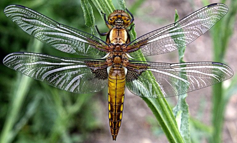 Image: Dragonfly by Martin Smith, the Bulgaria-based creative photographer who won first prize for 2016 Artcentron Flowers We Love Photo Contest 