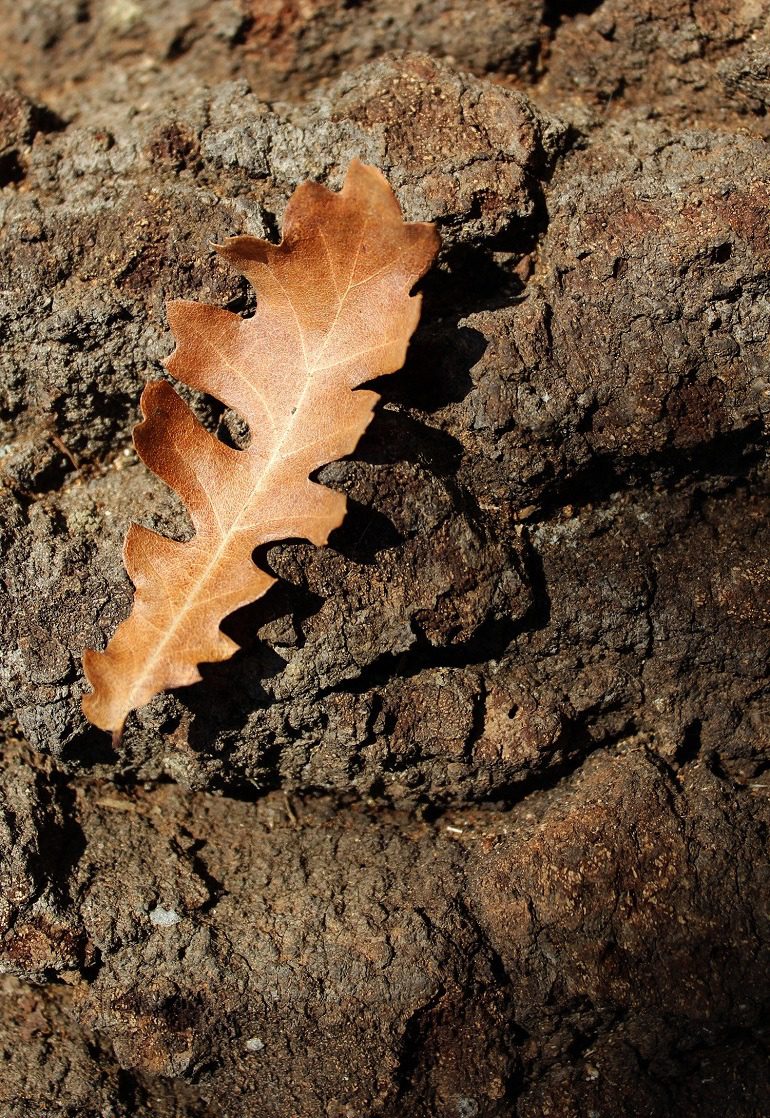 Image: Oak Leaf by Martin Smith, the Bulgaria-based creative photographer who won first prize for 2016 Artcentron Flowers We Love Photo Contest 