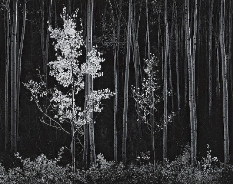 Image: ASPENS, Northern New Mexico by Ansel Adams was one of the images sold at Bonhams Auction