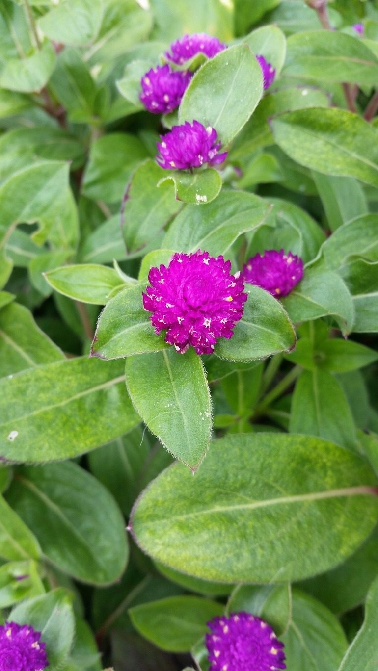 Image: Purple and Green by La Keysha Edwards, the photography enthusiast that won the 2nd prize in the Artcentron Flowers We Love Photo Contest