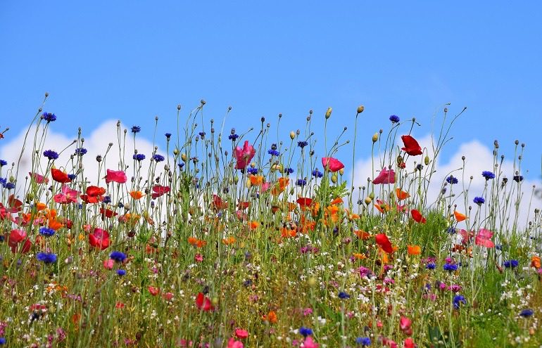 Imae: This lovely scene by Sally Goodrich, CRP taken in Kenai, Alaska at their wildflower garden in August shows the photographer's love of flowers