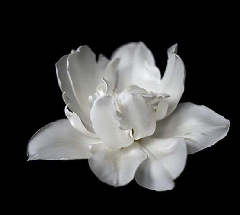 Image: Flower III, a black and white photograph by Vittorio Gui represents his quest for spirituality through photography