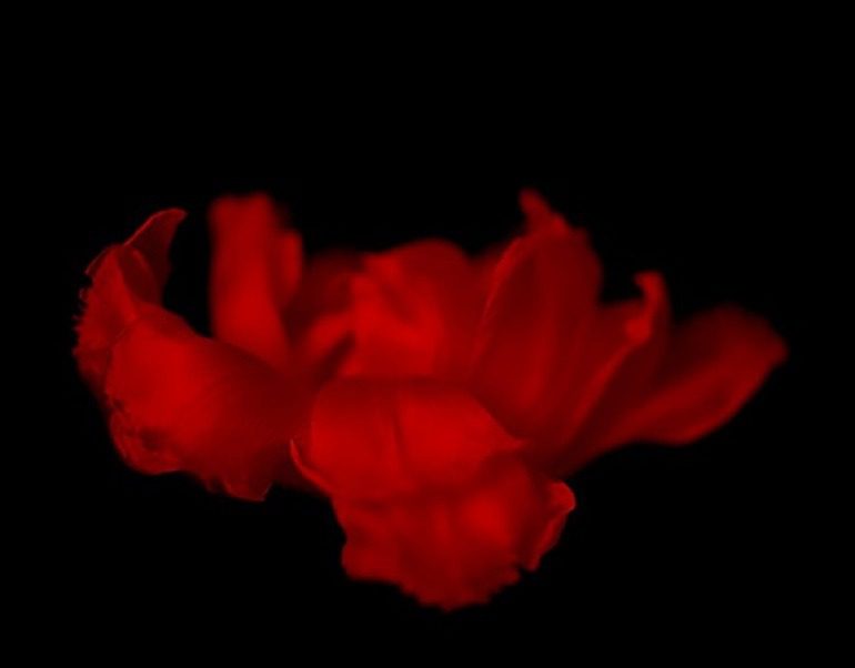 Image: Red Flower, a colored photograph by Vittorio Gui represents his quest for spirituality through photography