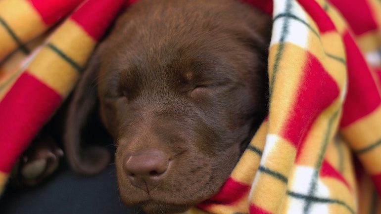 10 Ways to Celebrate National Puppy Day