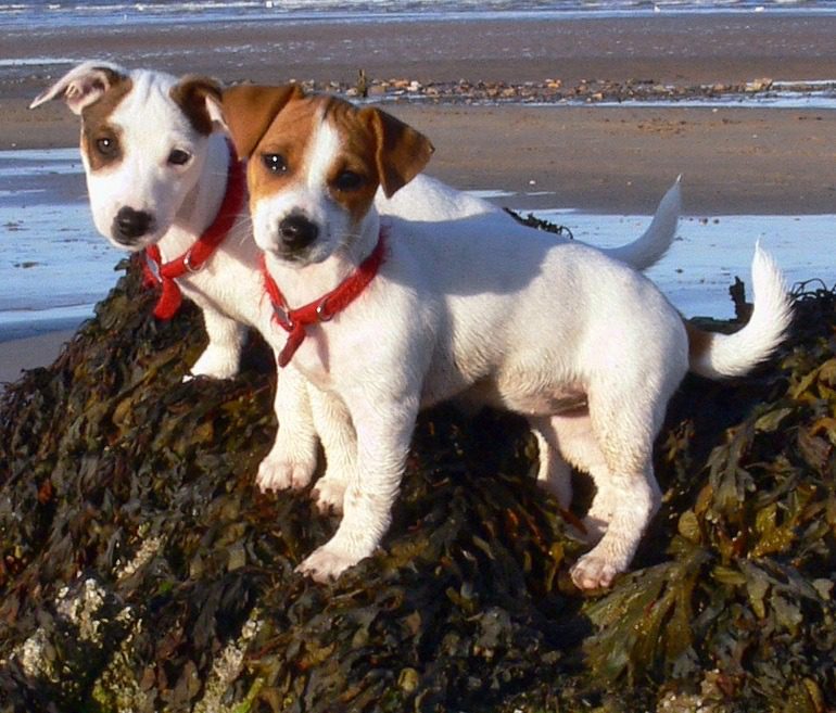 Image: Jack Russell Puppies Eddi & Lola at the Beach, is a great reminder of the happiness puppies add to our lives and why we celebrate National Puppy Day #NationalPuppyDay #Dog 