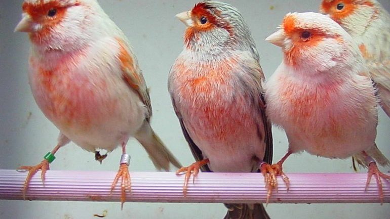 Top 15 Best Pet Birds That Talk and Sing