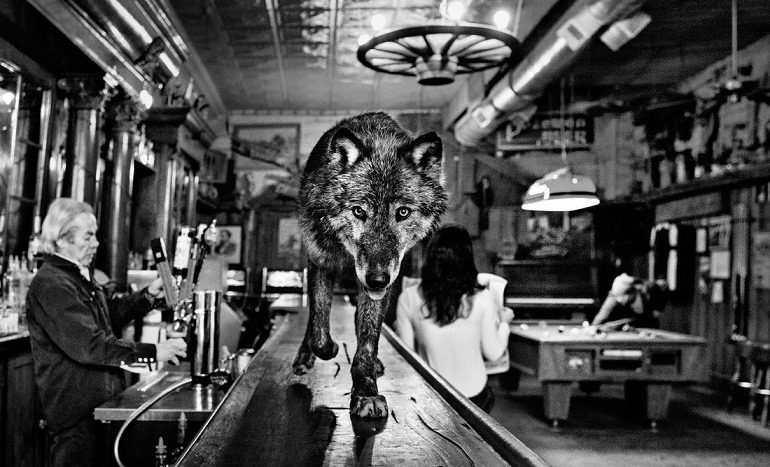 Image: Wolf of Main Street Wild, a black and white photography by Scottish fine art photographer David Yarrow features a wolf prowling on a bar counter intensely gazing at the photographer