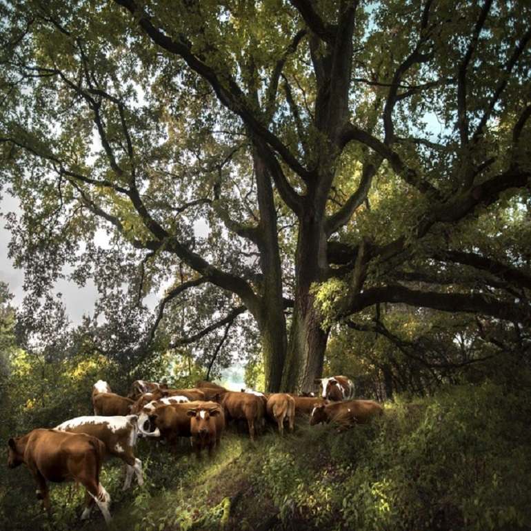 Image: Landscape18, a photograph of cows in a lush woods by Dutch landscape photography artist Saskia Boelsum