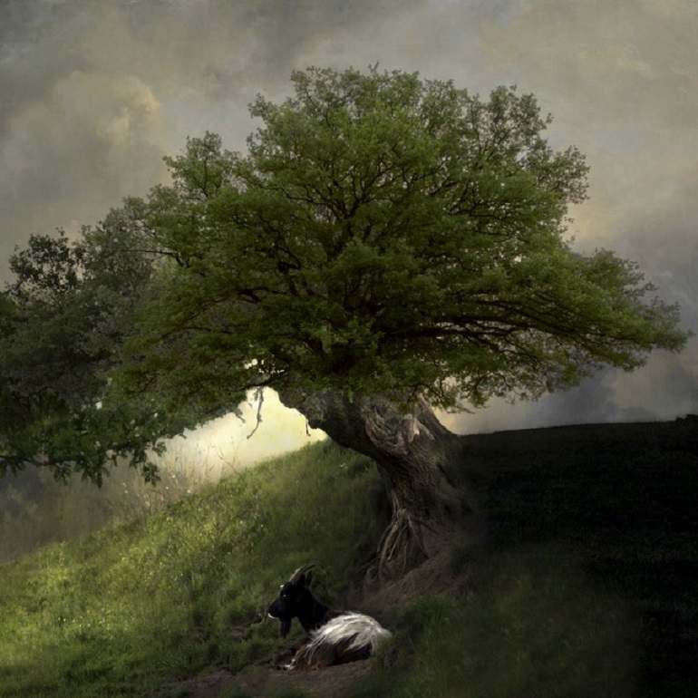 A goat sits in front of a tree in this image by Dutch  artist Saskia Boelsum