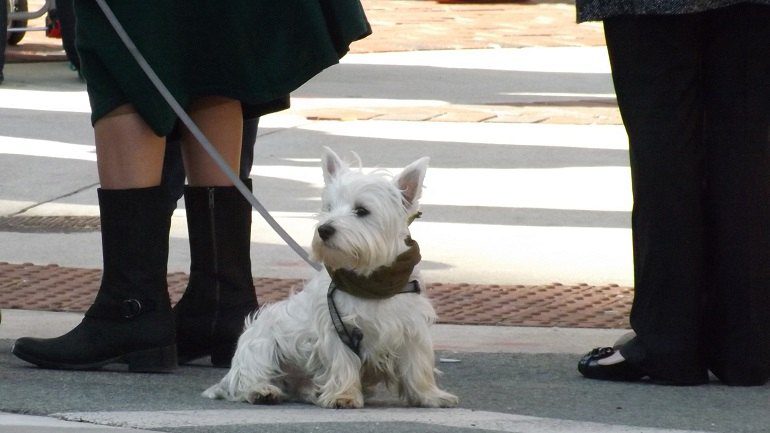 Image: Baltimore St Patrick's Day parade is very pet friendly and spectators dress up their dogs to as part of the celebrations