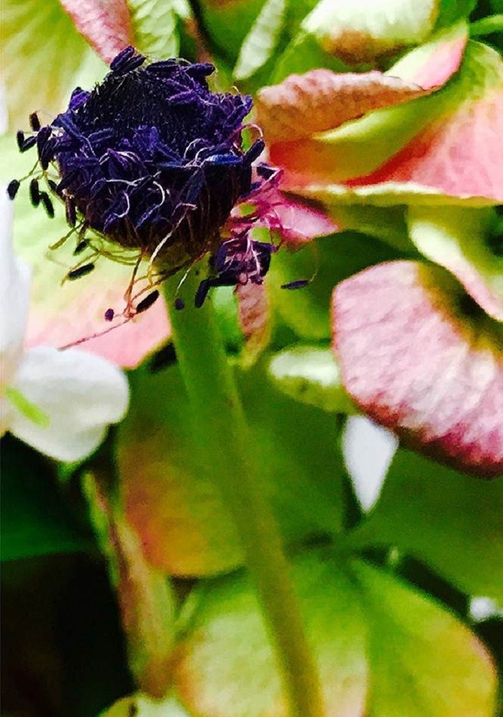 Image :A close look inside one of the beautiful flowers in Joel Grey's new photography book The Flower Whisperer 