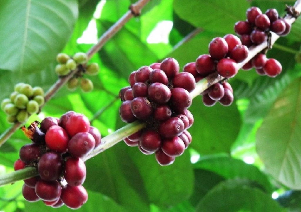 Sri Lankan Coffee bean comes from these beautiful red Berries filled with coffee benefits