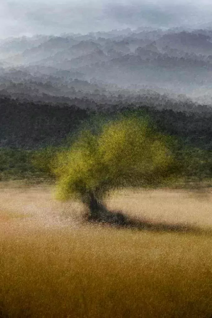 An ominous dark cloud gathers behind a lone tree. Jacob Gils helps people discover the beauty of trees and the impact of deforestation