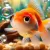 Goldfish with Big Eyes: A Complete Care Guide for These Charming Fish