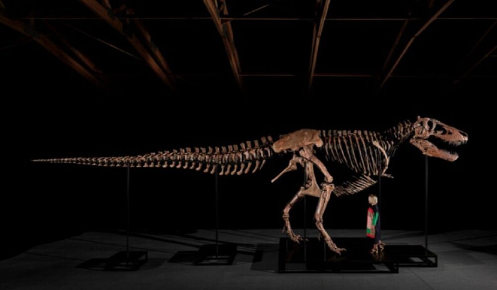 The Tyrannosaurus rex fossil auction at Sotheby’s attracted collectors from across the globe, ensuring the specimen surpassed $ 50 million. The mounted Tyrannosaurus rex skeleton is one of the largest T. rex ever found.